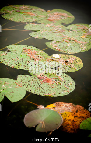 Wasserlilie Blätter in einem Teich Stockfoto