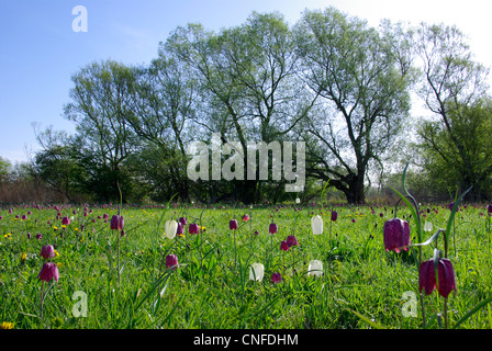 Schlange den Kopf Fritillaria, Nordwiese, Cricklade, Wiltshire, England, UK. Stockfoto