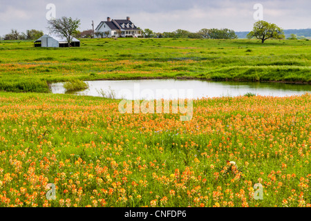 Feld der 'Indian Paintbrush' Wildblumen entlang Texas ländlichen Highway 362 in Whitehall, Texas. Stockfoto