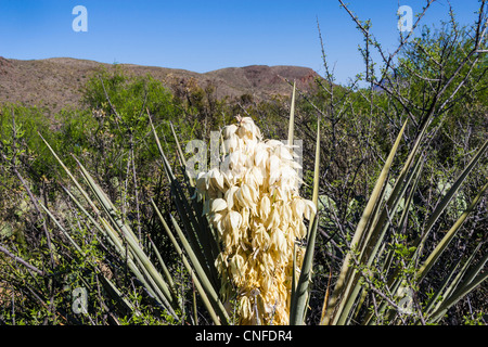 Torrey Yucca, Yucca treculeana, im Big Bend National Park im Südwesten von Texas. Stockfoto