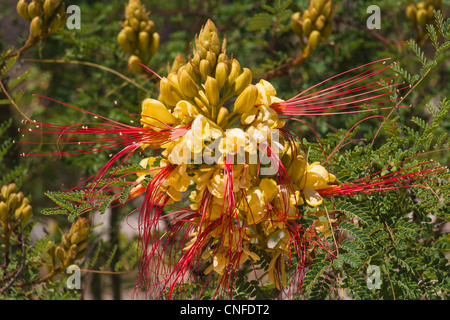 Gelbe "Bird Of Paradise" Blume, Caesalpinia Gillesii, im ' Big Bend Ranch State Park "in Texas. Stockfoto