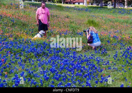 Labrador Welpen erste Bluebonnets und Wildblumen Ausflug im Old Baylor College State Park in Independence, Texas. Stockfoto