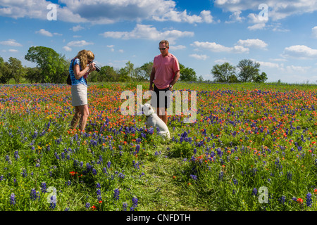 Labrador Welpen erste Bluebonnets und Wildblumen Ausflug im Old Baylor College State Park in Independence, Texas. Stockfoto