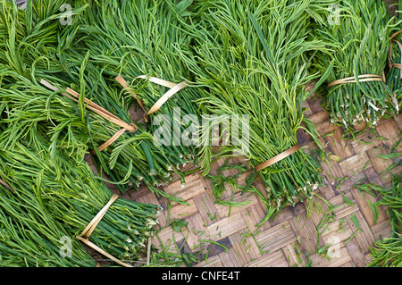 Burmesische Gemüse zum Verkauf an Pyin U Lwin Markt. Wasserpflanzen verwandt mit Morning Glory. Burma Stockfoto