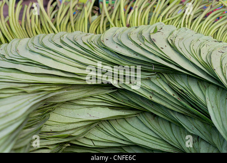 Betel Blätter zum Verkauf auf einem Marktstand, Burma. Das Betelblatt ist in den meisten Süd- und Südostasien kultiviert. Stockfoto