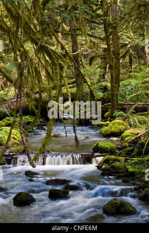 Ein Bach fließt durch ein kleines Tal in einem gemäßigten Regenwald auf Vancouver Island, Kanada Stockfoto