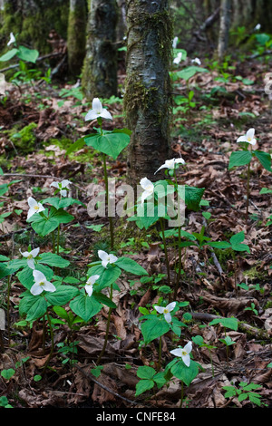 Eine Gruppe von westlichen Trillium Blumen wachsen in einem Wald auf Vancouver Island, Kanada Stockfoto