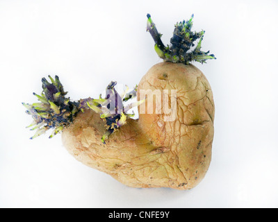 Kartoffel keimt auf weißem Hintergrund Stockfoto