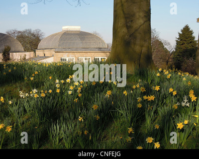 Die Glasdächer der Pavillons ragen über einem Aufgang blühender Narzissen in den berühmten Sheffield Botanical Gardens, die erstmals 1836 eröffnet wurden. Stockfoto