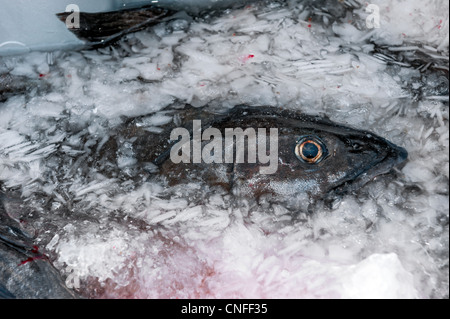 Schwarzer Code, Sablefish, auf Eis auf dem Santa Barbara Fischmarkt, fertig verpackt und versendet zu speichern. Stockfoto
