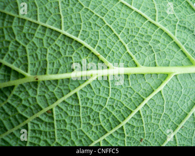 Makrofoto des Blatt einer Pflanze, grün und frisch Stockfoto