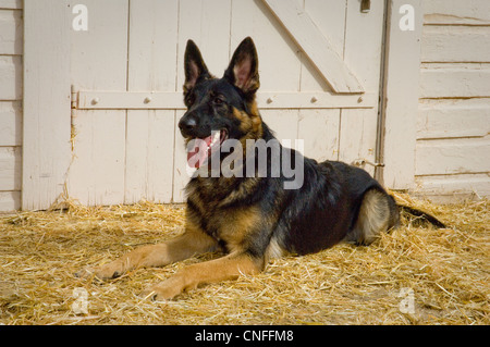 Deutscher Schäferhund Hund liegen im Stroh mit Scheune Stockfoto