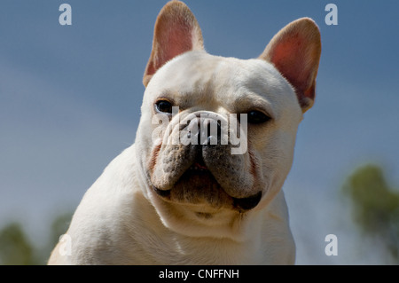 Französische Bulldogge-Kopfschuss Stockfoto