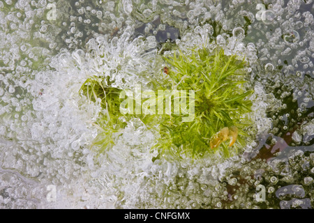 Torfmoos Sphagnum und Luftblasen im Eis eingefroren Stockfoto