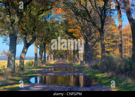 Schlammigen Landstraße Stockfoto