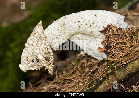 Gemeinsame Stinkmorchel (Phallus Impudicus), beugte sich über Tannennadeln. Stockfoto