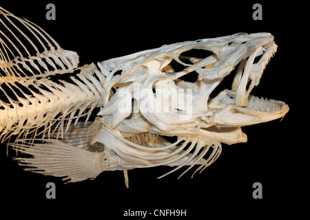 Fisch-Skelett Stockfoto