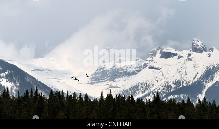 Kanadische Gänse fliegen im Gebirge, Banff Nationalpark, Alberta, Kanada Stockfoto