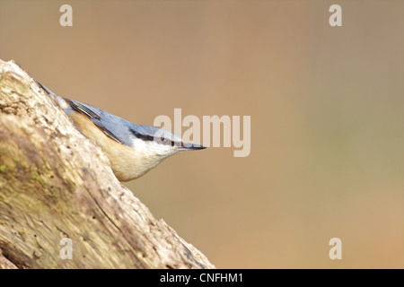 Europäische Kleiber Norfolk UK Stockfoto