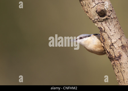 Europäische Kleiber Norfolk UK Stockfoto