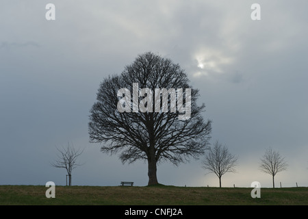 Großer Baum Bank. Drei kleine Bäume daneben! Die Bäume sind gegen den bewölkten Himmel abhebt. Stockfoto