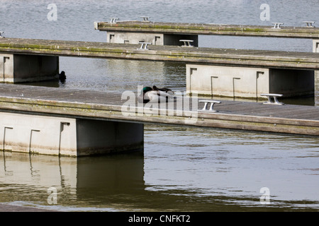 Die Kanal-Becken-Anlegestelle am Fluss Avon und gegenüber das Royal Shakespeare Theatre mit Mallard Duck Sat Rastplatz Stockfoto