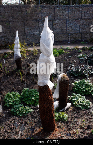 DICKSONIA ANTARCTICA BAUMFARNEN DURCH VLIES VOR FROST GESCHÜTZT. UK Stockfoto