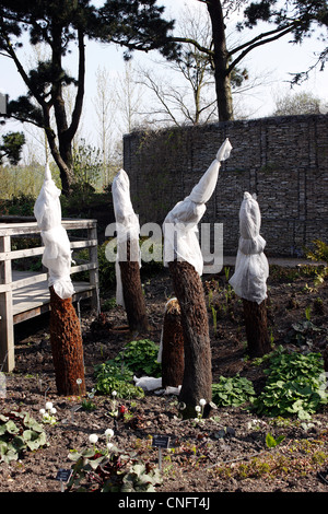 DICKSONIA ANTARCTICA BAUMFARNEN DURCH VLIES VOR FROST GESCHÜTZT. UK Stockfoto