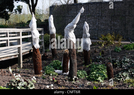 DICKSONIA ANTARCTICA BAUMFARNEN DURCH VLIES VOR FROST GESCHÜTZT. UK Stockfoto