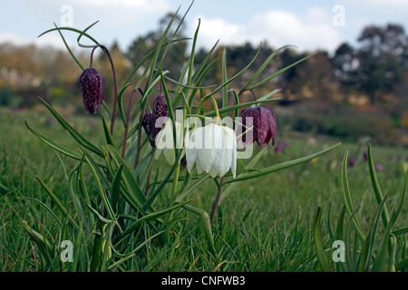 FRITILLARIA MELEAGRIS. SCHLANGEN KOPF FRITILLARY. GUINEA-BLUME. ELSBEERE LILY. Stockfoto