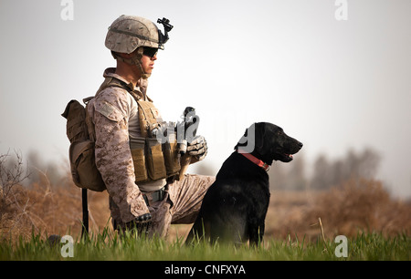 Ein US-Marine Hundeführer mit Wasserhuhn, seinem improvisierten Sprengkörpern Erkennung Hund halten Sie Position in einem Feld in der Provinz Helmand während einer Sicherheitspatrouille mit afghanischen Grenzpolizei 30. Januar 2012 "Afghanistan. Hundeführer und ihre improvisierten Sprengkörpern Spürhunde Leben, Reisen und arbeiten tog Stockfoto