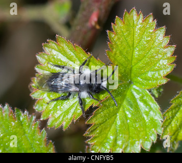 Mining Bee (Andrena) Familie Andrenidae Normandie Frankreich Stockfoto