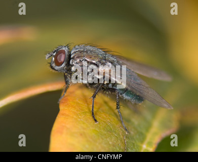 Fleisch-Fly (Sarcophaga Carnaria) Normandie Frankreich Stockfoto