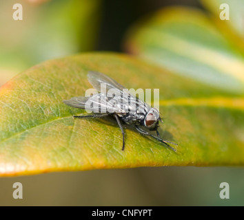 Fleisch-Fly (Sarcophaga Carnaria) Normandie Frankreich Stockfoto