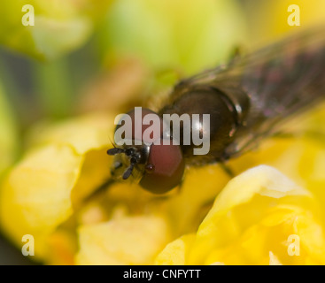 Hoverfly (Episyrphus Balteatus) Normandie Frankreich Stockfoto