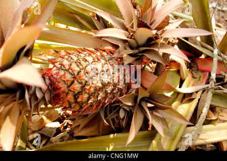 Ananas Pflanze Stockfoto