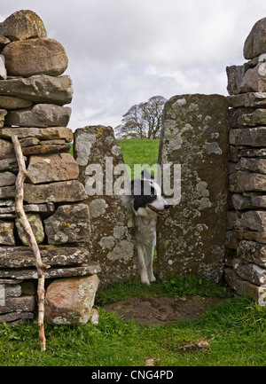 Ein Squeeze-Stil in einer Trockensteinmauer in den Yorkshire Dales. Sehr schmal - ein Border-Collie kämpft, um sie in Angriff nehmen. Stockfoto