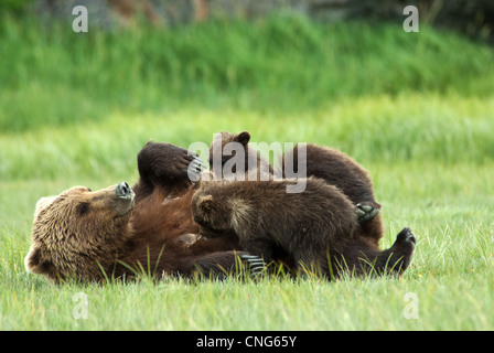 Braunbär säen Krankenpflege Twin Cubs, Kukak Bay, Katmai NP Küste, Alaska Stockfoto