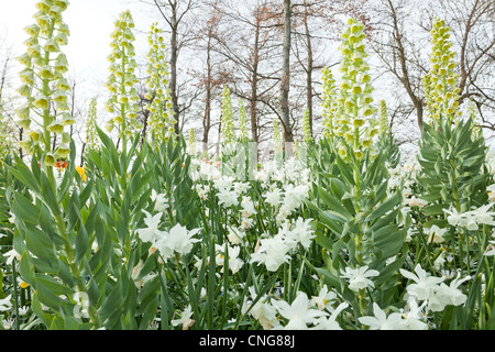 Fritillaria Persica 'Ivory Bells"," Charlotte Bischof ", Scilla Siberica, Ipheion Narzissen 'Thalia' &"Katie Heath', Anemone Blanda Stockfoto