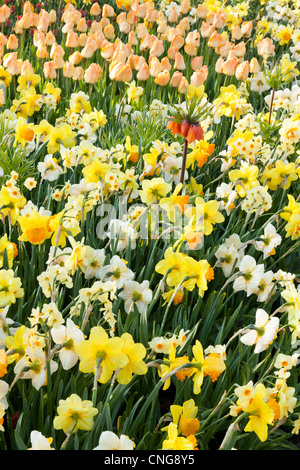 Narzissen "Orange Fortschritte Pinza", "Sovereign", 'Scarlet Gem', 'Tahiti' und Crown Imperial 'Rubra' (Fritillaria Imp. 'Rubra') Stockfoto