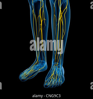 Nervensystem-Kunstwerk Stockfoto