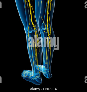 Nervensystem-Kunstwerk Stockfoto