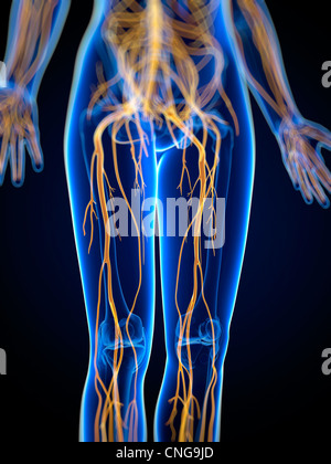 Nervensystem-Kunstwerk Stockfoto