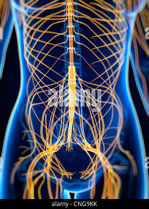 Nervensystem-Kunstwerk Stockfoto