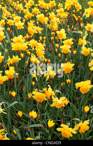 Gelb, Blumenbeet mit "Suada" Narzissen und Tulpen 'Tubergens Gem' (Tulipa Chrysantha "Tubergen Edelstein"). Stockfoto