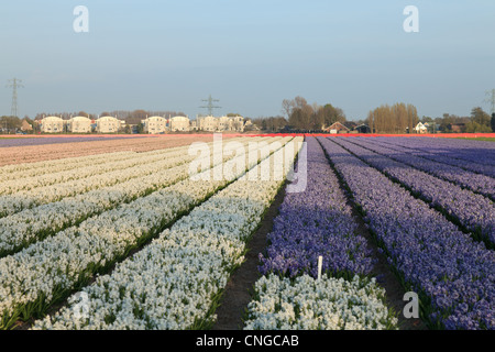 Holland, "Dune und Blumenzwiebelregion" im April hier, Bereich der Hyazinthen. Stockfoto