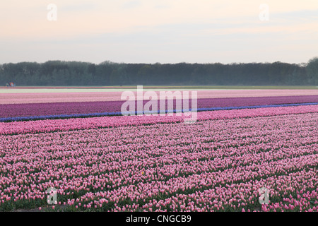 Holland, "Dune und Blumenzwiebelregion" im April, Lisse, hier Felder von Tulpen. Stockfoto