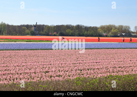 Holland, "Dune und Blumenzwiebelregion" im April, Lisse, hier, Bereich der Hyazinthen. Stockfoto