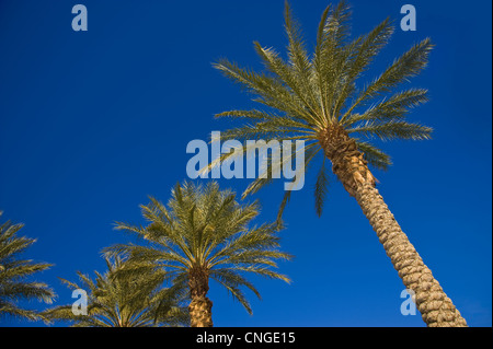 Palmen, blauen Himmel Stockfoto