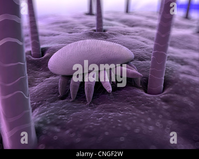 Honigbiene Milbe Kunstwerk Stockfoto